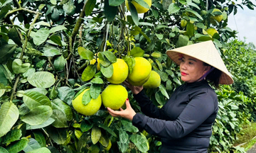 Giao thông đột phá, đặc sản Hà Tĩnh sẵn sàng ‘Bắc tiến’