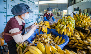 Quảng Ngãi: Hướng thoát nghèo từ nông sản bản địa