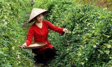 Bắc Ninh tạo sức bật kinh tế vùng dân tộc từ mô hình sản xuất chuỗi