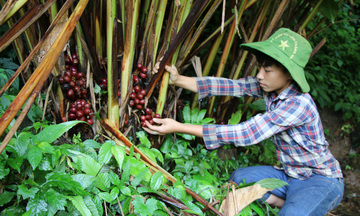 Sinh kế vững, an sinh bền: Hướng đi cho giảm nghèo lâu dài