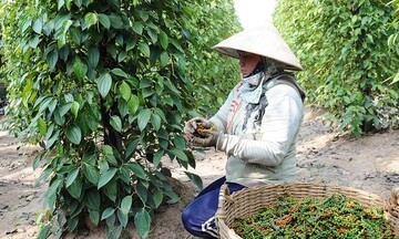 Xuất khẩu tiêu ổn định, cơ hội bứt phá từ các thị trường mới nổi