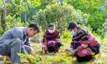 Phát triển dược liệu vùng cao: Thoát nghèo bằng chuỗi giá trị liên kết