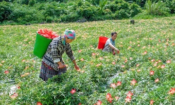 Nông nghiệp sạch - chìa khóa mở lối giảm nghèo nơi miền núi