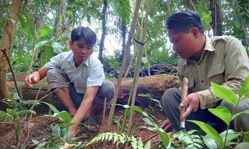 Đà Nẵng: Xã biên giới La Êê thoát nghèo nhờ sâm 7 lá