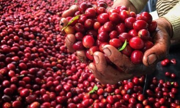 Giá cà phê thế giới giảm do áp lực cung - cầu hạ nhiệt