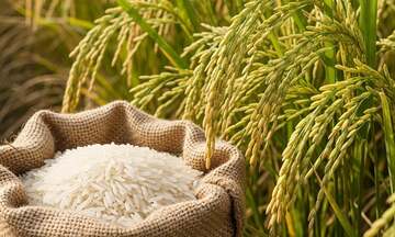 Vì sao lúa gạo là 'linh hồn' trong tín ngưỡng của Việt Nam?