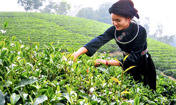 Phát triển vùng nguyên liệu bền vững cho đặc sản Thái Nguyên