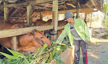 Quảng Ngãi: Nông dân và chính quyền đồng hành trong giảm nghèo
