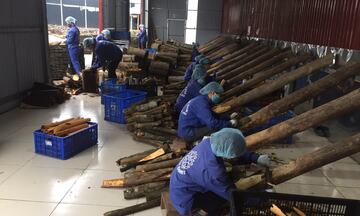 Lào Cai: Người dân đổi đời nhờ chương trình hỗ trợ rừng và trang trại