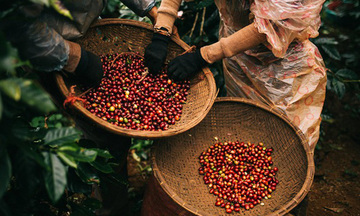 Các hiệp định thương mại: 'Bệ đỡ