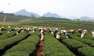 Sơn La: HTX đồng bào dân tộc thiểu số chuyển mình trên nền tảng số