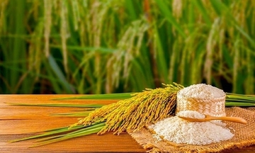 5 yếu tố vàng quyết định hương vị và chất lượng lúa gạo