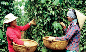 Giải pháp nào cho bài toán thương hiệu hồ tiêu Việt Nam?
