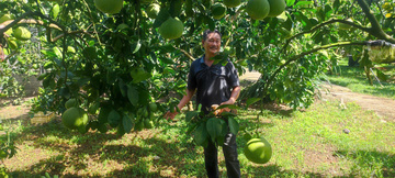 Cây bưởi Yên Trị: Con đường thoát nghèo và làm giàu bền vững