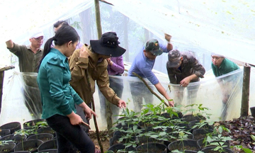 Người dân ở vùng cao ở Quảng Ngãi vươn lên nhờ cà phê, dược liệu