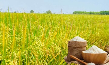 Giá lúa gạo hôm nay ngày 24/9: Gạo bình ổn, lúa tươi vững giá