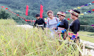 Nếp Tài Thượng Minh: Hạt ngọc núi rừng của người Dao Quế Lâm