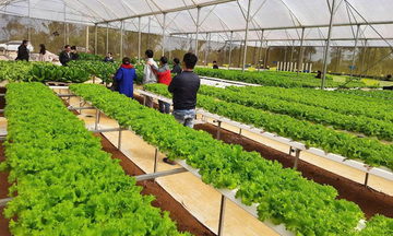 Miền núi Quảng Ngãi chuyển hướng sang làm kinh tế nông nghiệp