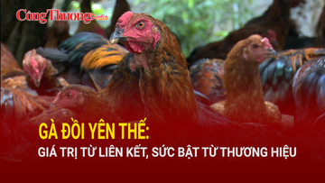 Gà đồi Yên Thế: Giá trị từ liên kết, sức bật từ thương hiệu