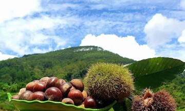 Hạt dẻ Quảng Lạc – “Cây thoát nghèo” của nông dân xứ Lạng