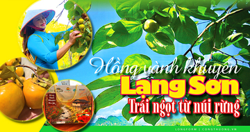 Longform | Hồng vành khuyên Lạng Sơn: Trái ngọt từ núi rừng