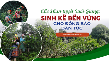 Longform | Chè Shan tuyết Suối Giàng: Sinh kế bền vững vùng dân tộc
