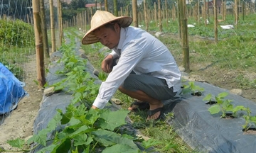 Hợp tác xã nông nghiệp: 'Đòn bẩy' giảm nghèo tại Điện Biên