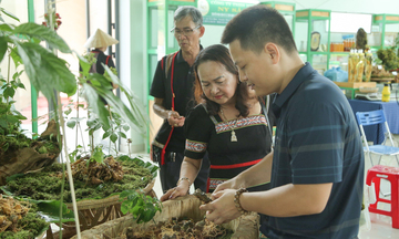 Đà Nẵng: Bà con miền núi khai thác lợi thế sâm Ngọc Linh làm du lịch