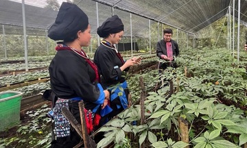 Lai Châu: Giảm nghèo bền vững từ mô hình nông nghiệp hiệu quả