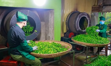 HTX Nông nghiệp: Mô hình sinh kế bền vững giúp người dân thoát nghèo