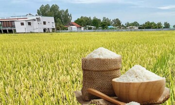 Giá lúa gạo hôm nay ngày 27/9: Gạo bình ổn, lúa tươi vững giá