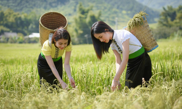 Cốm Tú Lệ: ‘Hạt ngọc’ núi rừng mời gọi du khách về miền Tây Bắc