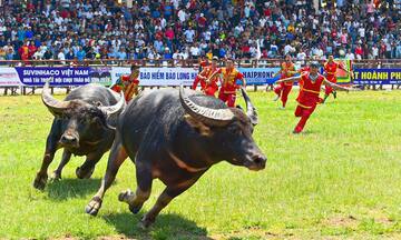Hải Phòng: Điều đặc biệt tại Lễ hội chọi trâu Đồ Sơn 2025 