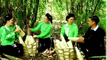 Lào Cai: Xây dựng thương hiệu, nâng cao giá trị cho măng Lâm Thượng