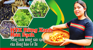 Longform | HTX Rừng Xanh Rau Sạch: Nâng tầm nông sản đồng bào Cơ Tu