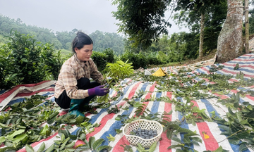 Trám đen Lũng Tao: Cây trồng bản địa nâng tầm kinh tế vùng cao