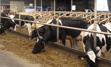 Đan Mạch đánh thuế khí mê-tan từ chăn nuôi bò, lợn, cừu từ năm 2030