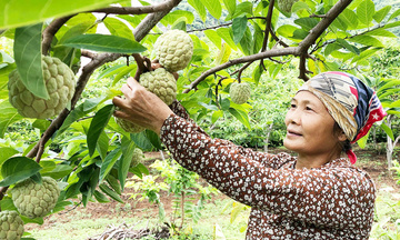 Từ nương rẫy lên sàn số: Nông sản Thái Nguyên đổi thay