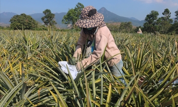 Dứa Cư Pui: Xây dựng thương hiệu, mở rộng thị trường