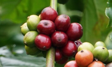 Giá cà phê thế giới tiếp đà phục hồi