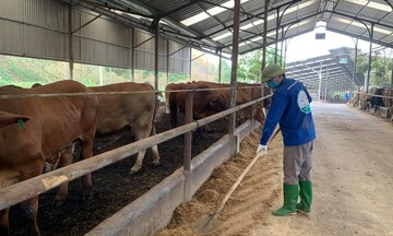 Các kỹ thuật tốt nhất hiện có để giảm phát thải khí mê-tan trong chăn nuôi của Việt Nam