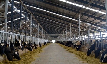 Giải bài toán giảm phát thải khí mê-tan trong chăn nuôi của Việt Nam