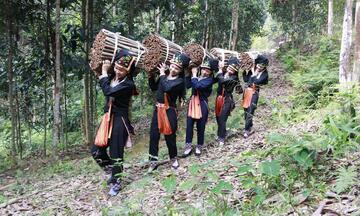 Nâng tầm giá trị quế Phong Dụ Hạ của đồng bào Dao