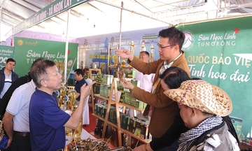 Sâm quý Ngọc Linh: Bảo tồn và mở rộng thị trường tiêu thụ