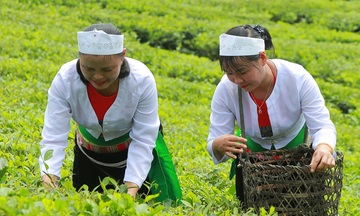 Nông sản đồng bào dân tộc vươn tới thị trường lớn nhờ đổi thay sản xuất