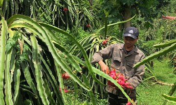 Nông sản vùng cao Bảo Yên vươn ra thị trường nhờ HTX và chuyển đổi số