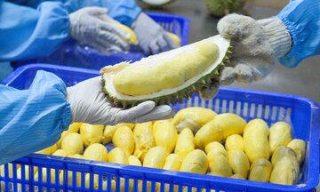 Xuất khẩu sầu riêng đông lạnh của Việt Nam tăng trưởng gấp đôi