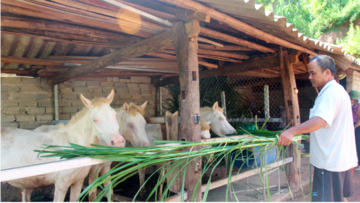 Nuôi ngựa: Sinh kế thoát nghèo của bà con dân tộc vùng cao Phong Vân