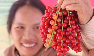 Liên kết tiêu thụ, tăng giá trị cho ngũ vị tử của đồng bào Xơ Đăng