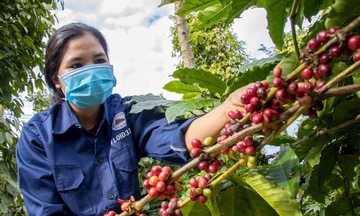 Cà phê Việt đón 'sóng' tiêu dùng mới từ thị trường RCEP